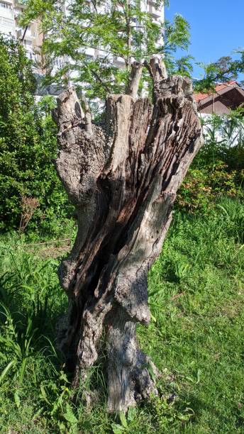 istock An old dried olive tree without branches and tops in a park in Lisbon 1706480502