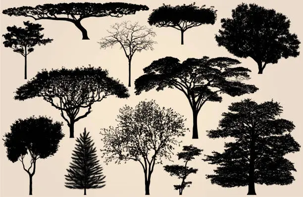 Vector illustration of Tree Silhouettes