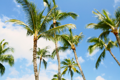 A grove of palm trees swaying gently in the breeze against a blue sky with lazy clouds drifting by. Tilt shift lens used.