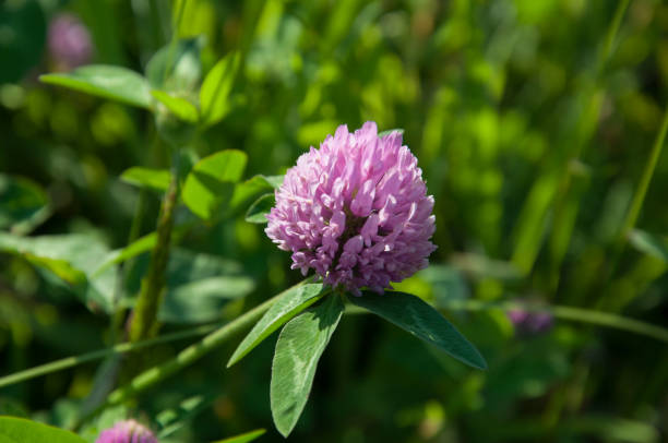 istock beautiful flowers in the garden 1706493144
