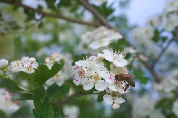 bee on a white cherry-flower (ver. 2)