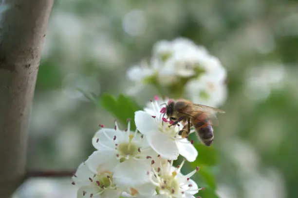 bee on a white cherry-flower (ver. 1)