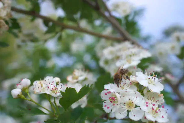 bee on a white cherry-flower (ver. 3)