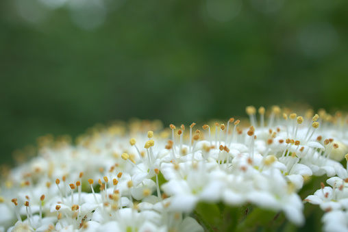 white flowers of a tree from side (focus on stamen)