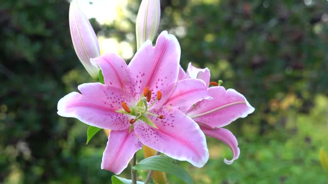 Pink Daylily or Hemerocallis flower sways in wind in garden, close-up