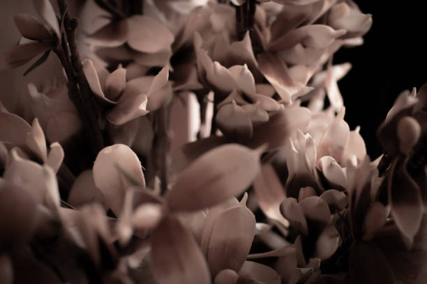 istock Grey and white flower petals in chaotic arrangement. 1706517479