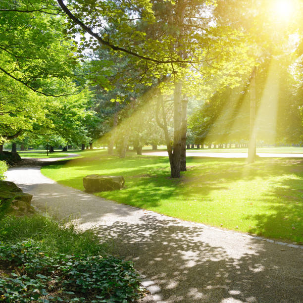 istock Sunrise beam in beautiful park 1706518479