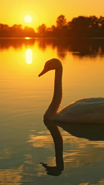 Swan Resting On Calm Lake at Sunset in Countryside - VERTICAL