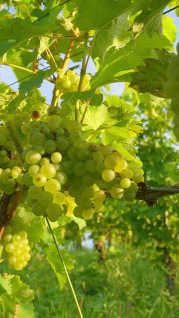 Fresh Green Grapes Hanging from Vines in Vineyard on Sunny Summer Day - VERTICAL