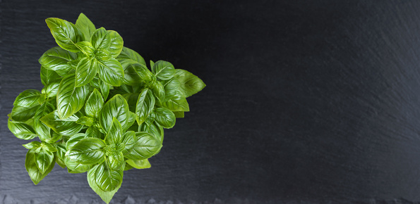 Fresh green organic basil in pot on black background. Banner, header with copy space, top view. Indoor plant growing, healthy eating, aromatic herb, food ingredient, spice for culinary