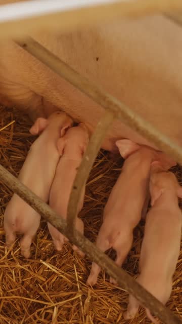 Group of Small Piglets Sucking Milk from Mother Pig in Barn - VERTICAL