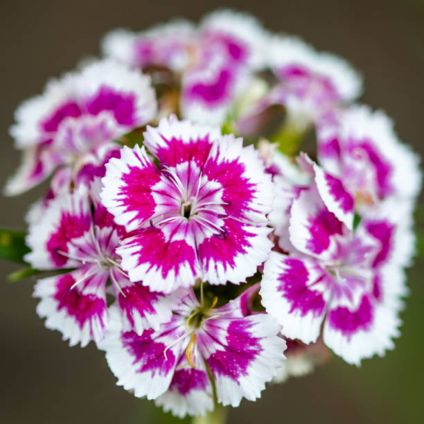 istock close up bunch of pink flowers 1706535649