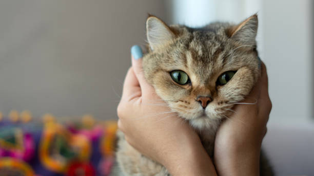 istock British short hair cat 1706537293