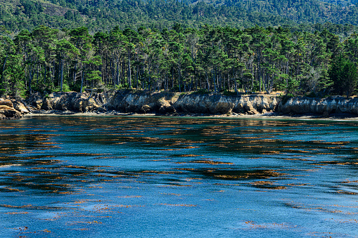 Wide view of tree lined shore in Whaler's Cove, in Point Lobos State Park.\n\nTaken in Point Lobos State Park, California, USA