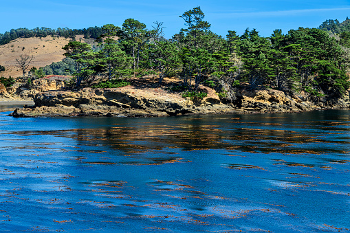 Wide view of tree lined shore in Whaler's Cove, in Point Lobos State Park.\n\nTaken in Point Lobos State Park, California, USA