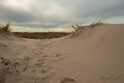 Dunes at Skagen Beach with Leymus