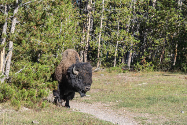 istock American Bison in Yellowstone National Park 1706559534