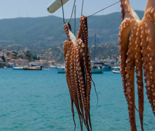 istock Octopuses are dried outside by the traditional Greek method. 1706566637