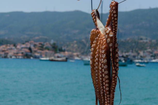 istock Octopuses are dried outside by the traditional Greek method. 1706567170