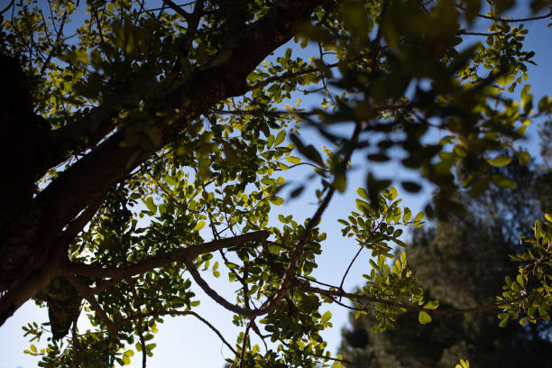 View of the blue sky through the branches of a tree.