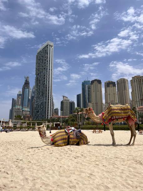istock Panoramic view of the Dubai Marina and JBR area. 1706574701