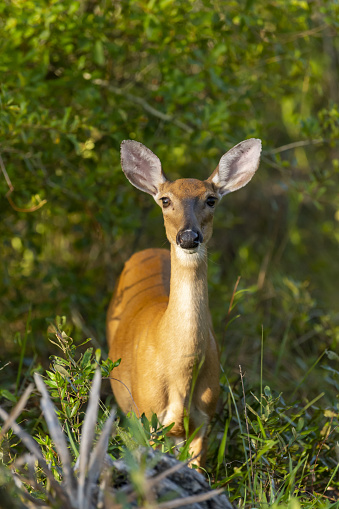 Two roe deer, capreolus capreolus, standing on field in warm spring sunlight. Roebuck looking on grass with doe drinking water. Pair of mammals looking on flood in springtime.