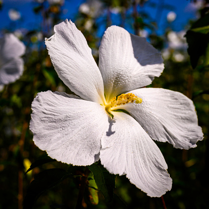 White hibiscus flower head, extreme close-up, at the riverbank garden in Suncheon City, Jeollanam-do, South Korea