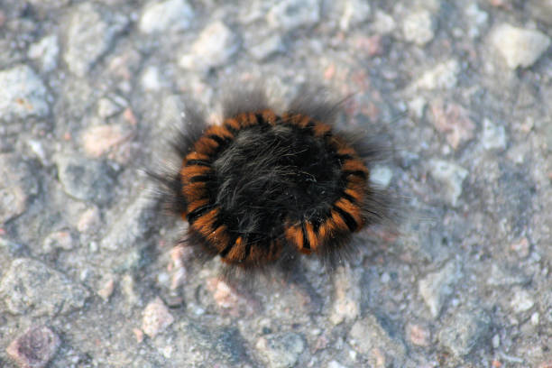 a fluffy fox moth larvae - 5943 imagens e fotografias de stock