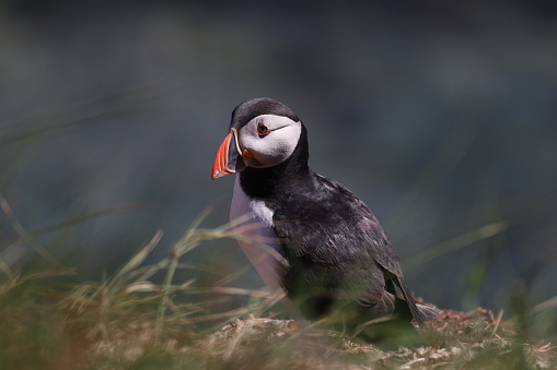 Puffin on cliff top