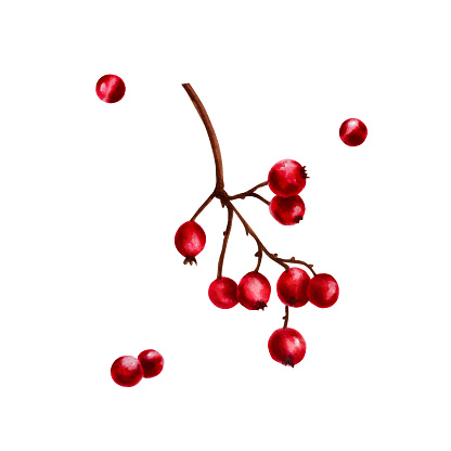 Watercolor christmas red berries on a branch. New year botanical december symbol illustration isolated on white background. For designers, decoration, shop, for postcards, wrapping paper, covers. For posters and textile