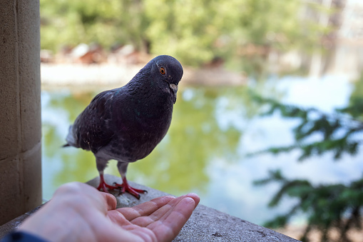 Pigeon eat out of your hand. Closeup. Protecting and helping wildlife animals.