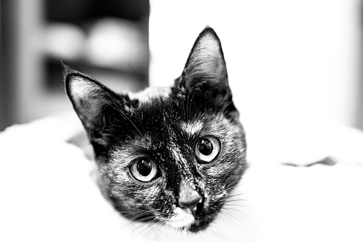 closeup of a tabby cat looking at camera