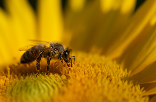 Close-up of the flower of a yellow sunflower with pollen. A honey bee sits in the middle and looks for food. The bee is partially covered with pollen.