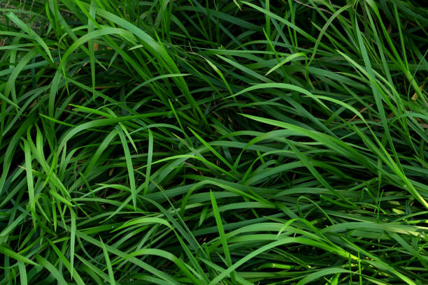 istock young green wheat shoots in a spring field, a cloudy day without sun 1706627249