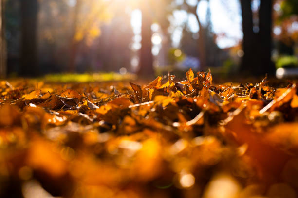 istock Dry tree leaves on in soil, old, autumn concept and warmth. 1706627764