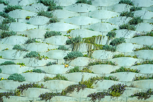 Detail of vertical garden, background with sherds of cement and plants of planted colors.