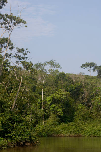 istock Trees in the rainforest of the Upper Amazon, Ecuador 1706644405