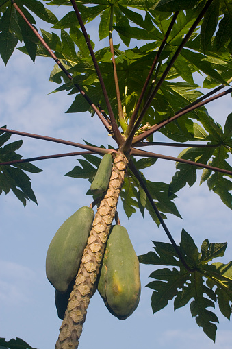 Papaya tree with fruit in bright sunlight in Ecuador