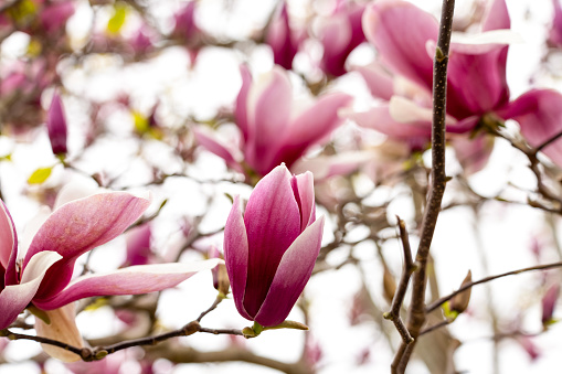 Purple magnolia at country side