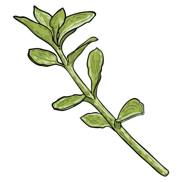 Vector illustration of The succulent plant Crassula ovata or Jade Plant twig. Green Money Plant. Exotic decorative houseplants. Vector.