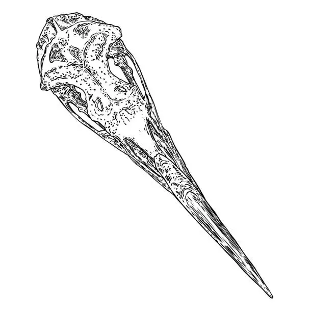 Vector illustration of Heron skull. Hand drawn bird skull, line art sketch of albatross bird head. Drawing by hand of bird head bones. Witchcraft, voodoo magic attribute for Halloween. Vector.
