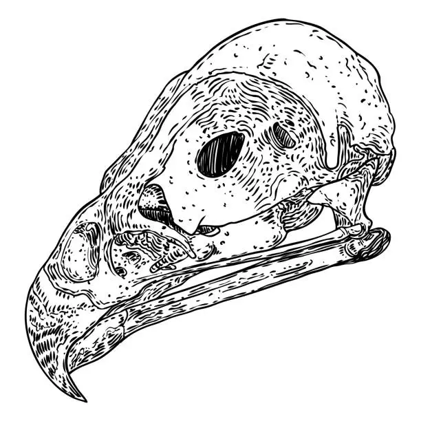 Vector illustration of Hawk or eagle skull. Hand drawn bird skull, line art sketch of common buzzard bird head. Drawing by hand of Black shouldered Kite head bones. Witchcraft, voodoo magic attribute for Halloween. Vector.