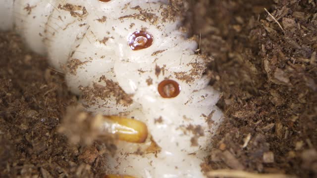 close up beetle larvae grub digs through dirt