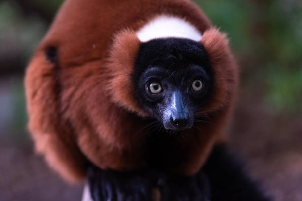 istock Red ruffed lemur , Varecia rubra, looking at camera. 1706704459