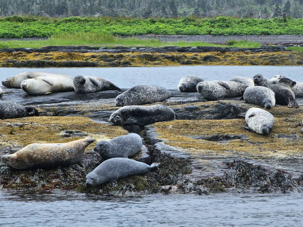 istock Seals together on rock 1706713602