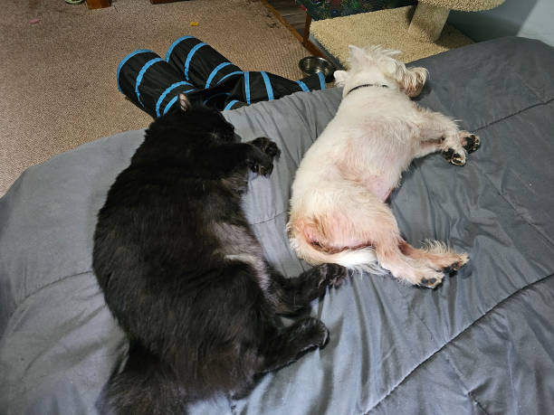 istock Cat and dog resting together 1706719184