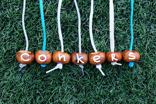 Seven chestnuts with string laid out in a row on artificial lawn with inscription Conkers. Conkers game concept. Design element. Autumn amusement.