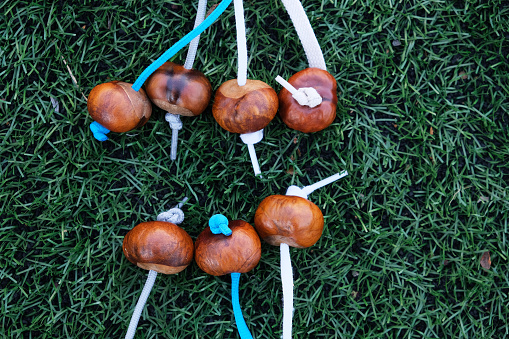Chestnuts on strings on an artificial lawn. Accessories for championship of Conkers game. Game is played by two players, each with conker.