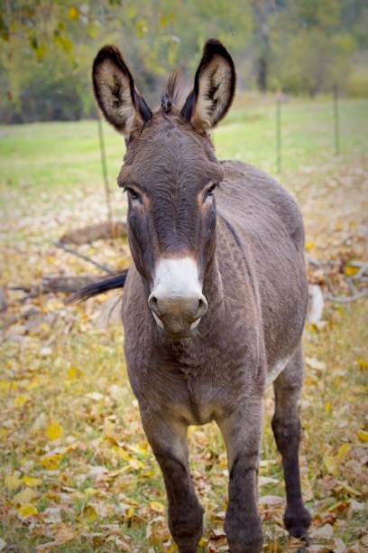 istock Portrait of a cute  donkey. 1706721371