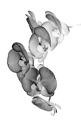 A black and white abstract photo of orchids on a pure white background.